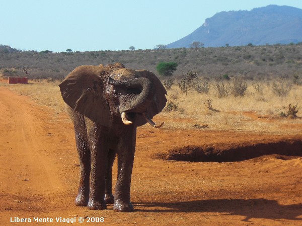 L'elefante 