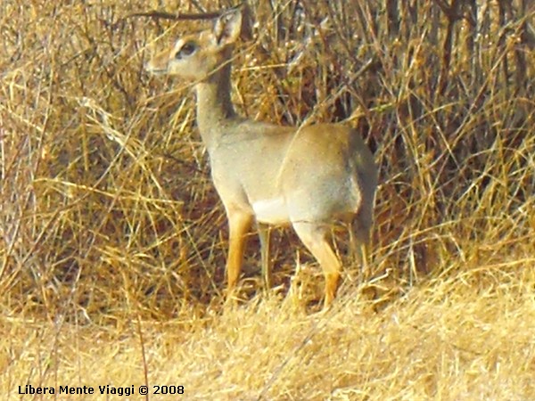 Dik Dik 