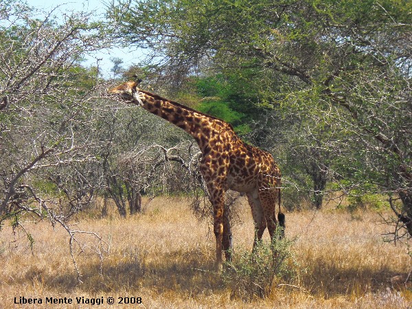 Giraffa 