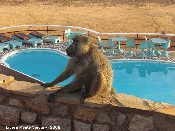 Babbuino innamorato al Voi Safari Lodge