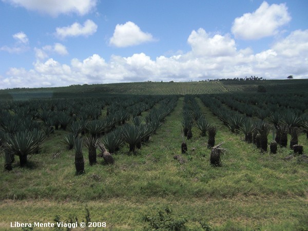 Piantagione di Agave