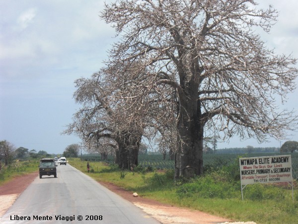 Baobab da Nairobi a Mombasa