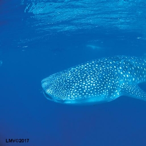 Ningaloo Reef